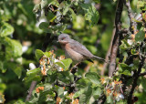 Moltonis Warbler (Sylvia subalpina) - Moltonisngare