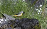 Danish Wagtails