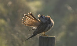 Kestrel - Trnfalk - Falco tinnunculus