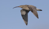 Danish Waders