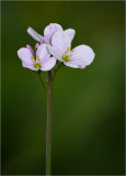 Cuckoo Flower  (Cardamine pratensis)