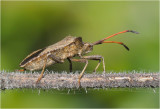 Dock Leaf Bug