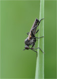 Fever fly? (male)