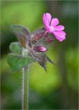 Red Campion