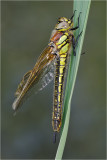 Hairy Dragonfly (female). Brachytron pratense