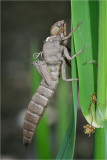 Hairy Dragonfly exuvia