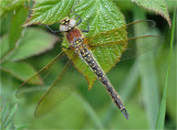 Hairy Dragonfly 