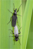 Mating St Marks Flies (female above)