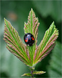 Harlequin Ladybird on Meadowsweet