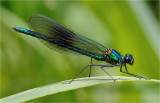 Banded Demoiselle (male)