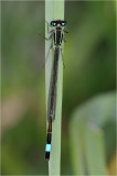 Blue Tailed Damselfly (male)