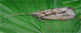 Caddis Fly