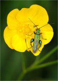 Thick Legged Flower Beetle (male)