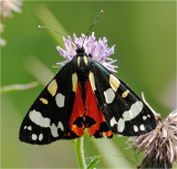 Scarlet Tiger Moth