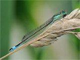 Blue Tailed Damselfly