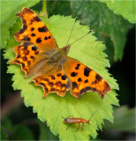 Comma and Common Red Soldier Beetle