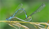 Azure Damselflies