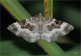 Common Carpet Moth