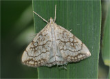 Chequered Straw (Evergestis pallidata)