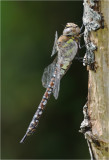 Migrant Hawker (female)