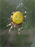 Four-spotted Orb Weaver