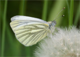 Green Veined White