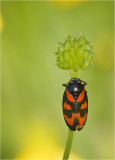 Black and Red Froghopper