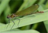 Banded Demoiselle (female)