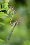 Mating Large Red Damselflies
