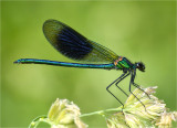 Banded Demoiselle, male