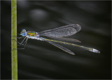 Emerald Damselfly