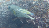 Snorkel_Similans_Mar2018-44.jpg