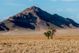 Namib 