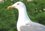 Cannes 2013 - Mouette / Seagull