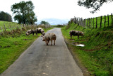 2017-StJean to Roncesvalles-IMGP3205