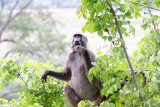 SA_01108-Baboon-BoababLodge.JPG