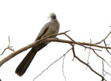 SA_01118_GoAwayBird.JPG