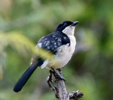 SA_01124-Tropical-Boubou.JPG