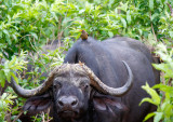 SA_01128-Buffalo_YBOxpecker.JPG