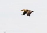 SA_02104-Pink-backedPelican.jpg
