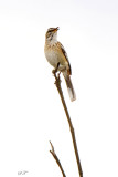 SA_02108-White-browsed-Scrub-Robin.JPG