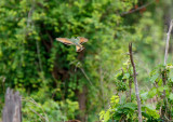SA_02112-LittleBeeEater.jpg