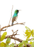 SA_02134-White-bellied-Sunbird.JPG