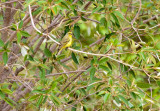 SA_02136-Yellow-fronted-Canary.JPG