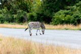 SA_02140-Zebra-Crossing-Chobe.JPG