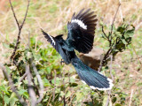 SA_02146-Levaillants-Cuckoo.JPG