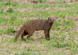 SA_02150-Banded-Mongoose.jpg