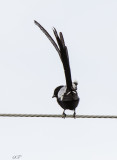 SA_02152-Magpie-Shrike.jpg