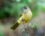 SA_03012-Yellow-bellied-Greenbul.JPG