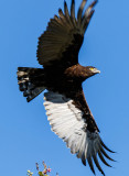 SA_03104-BrownSnakeEagle.jpg